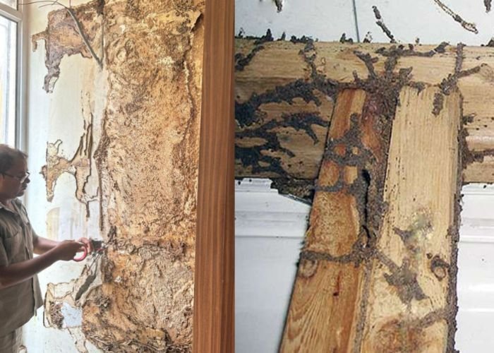 Termite Treatment in Delhi NCR