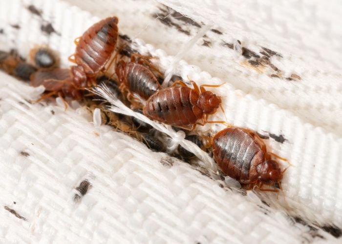 Bedbug treatment