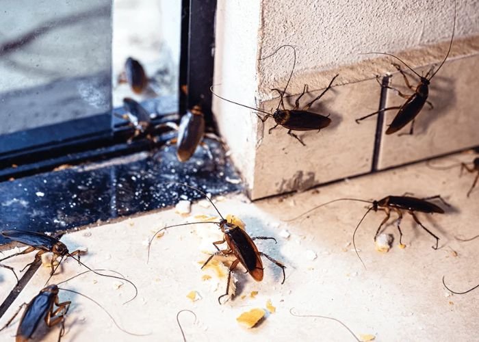Cockroach Treatment