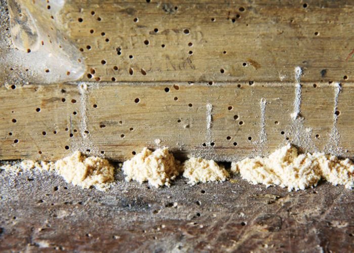 Wood Borer Treatment