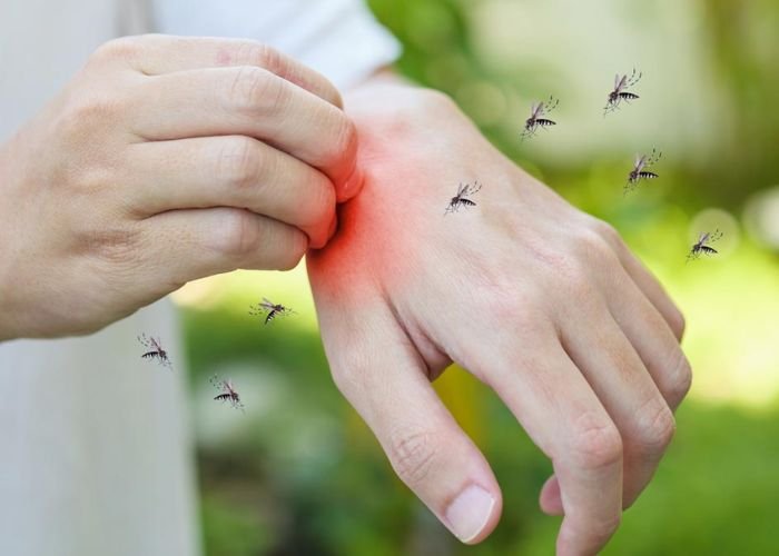 Mosquito Control Service