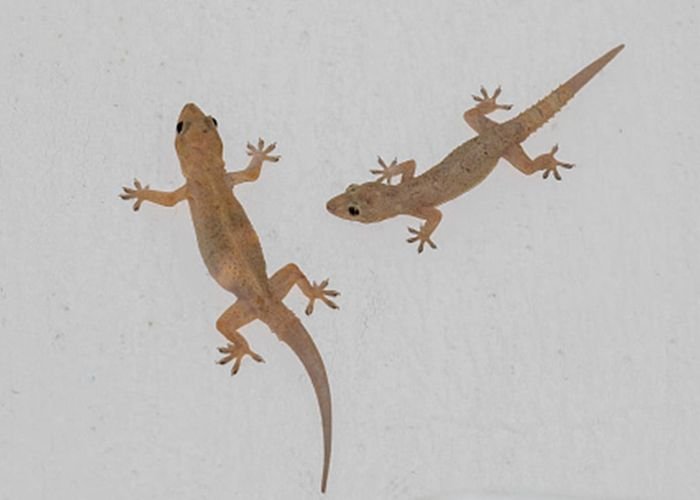 Lizard control service