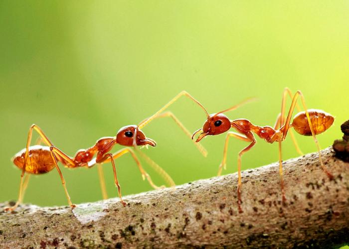 Ant Treatment in Delhi
