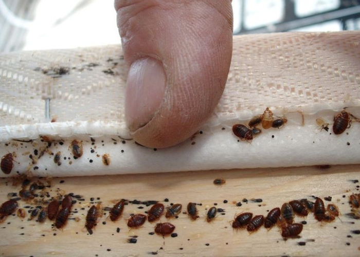 Bed Bug Control Service in Delhi