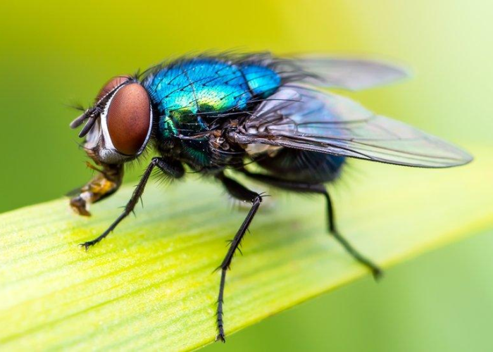 Fly Control Service in Delhi