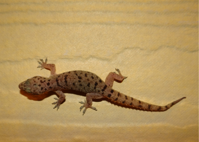 Lizard Control Service in delhi
