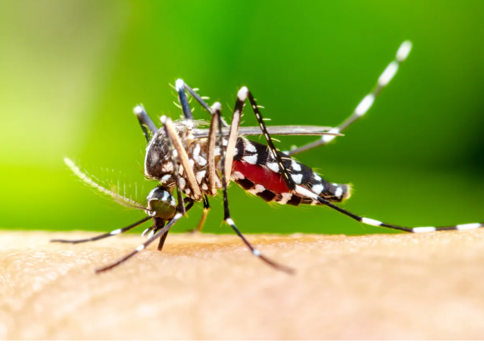 Mosquito Control Service