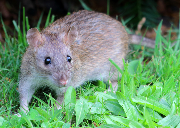 Rat Control Service in Delhi