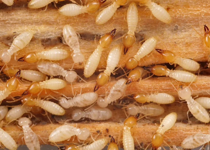 Termite Treatment in Delhi