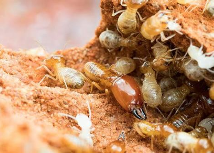 Termite Treatment