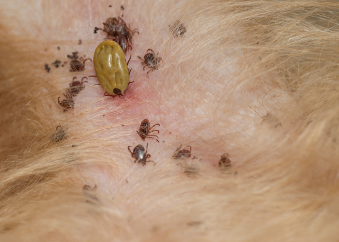 Dog Tick Control Service in Delhi