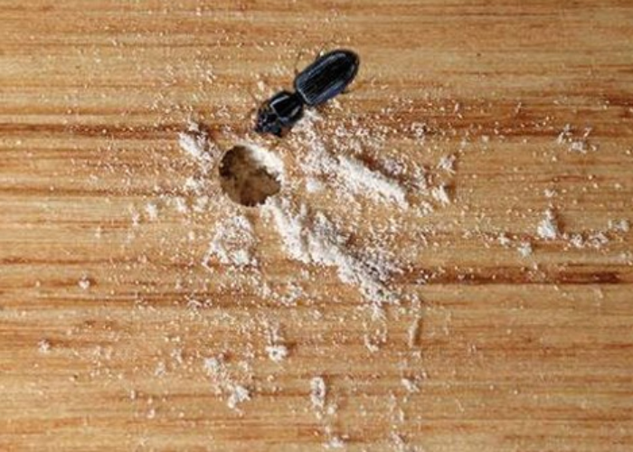 Wood Borer Control service in delhi